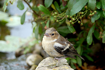 Image showing Young chaffinch standing alone on rock