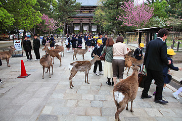 Image showing Nara