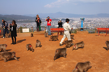 Image showing Monkey park in Arashiyama, Kyoto