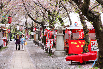 Image showing Sakura in Japan