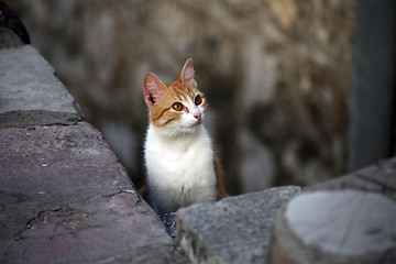 Image showing Young cute kind domestic cat