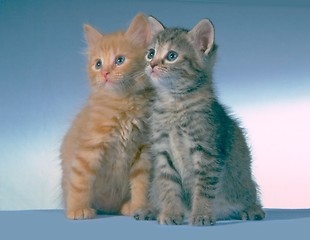 Image showing twin kittens