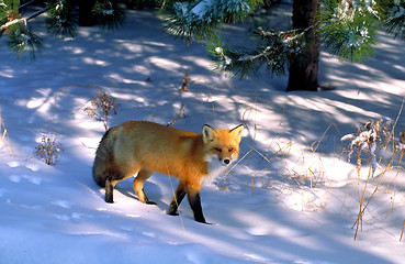 Image showing red fox in golden light