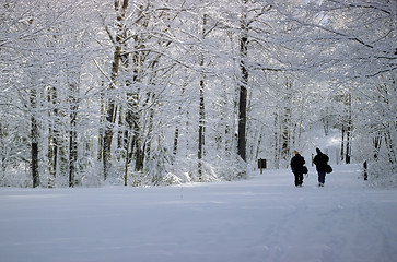 Image showing winter walkers