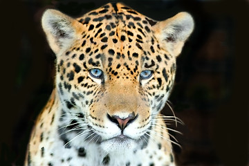 Image showing baby jaguar head shot