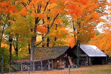 Image showing muskoka fall colours