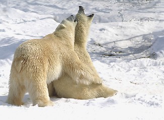 Image showing bear hug