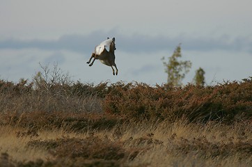 Image showing jumping deer