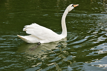 Image showing Swan