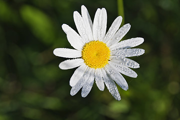 Image showing Daisy