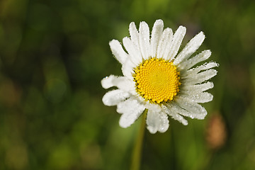 Image showing Daisy