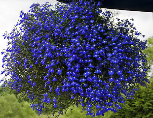 Image showing Blue flower