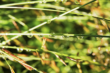 Image showing Dew