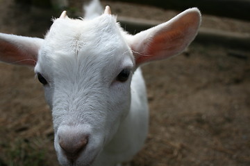 Image showing a lucky goat