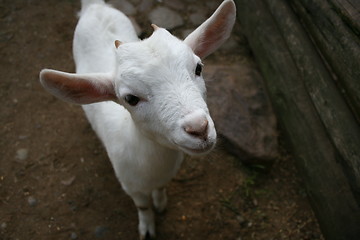 Image showing a happy goat