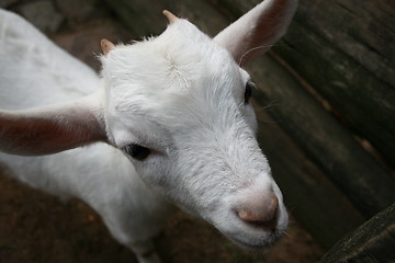 Image showing a lovely goat