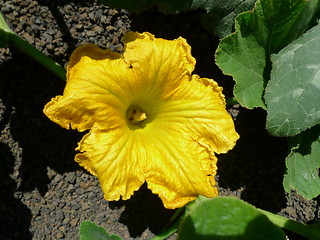 Image showing yellow zucchini flower