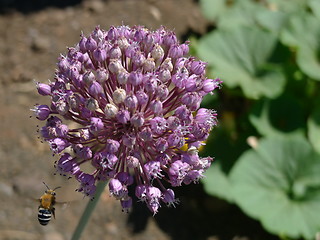 Image showing bee on onion flower