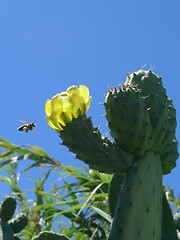 Image showing yellow flower and bee