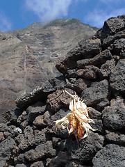 Image showing drying corn