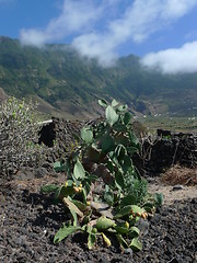 Image showing cactus and landscape