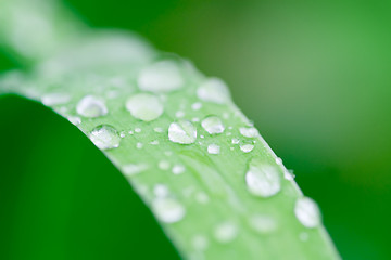 Image showing morning dew 1