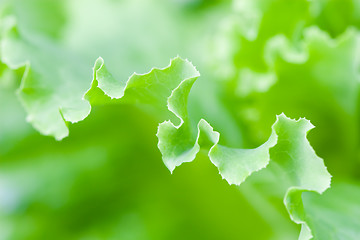 Image showing lettuce leaf