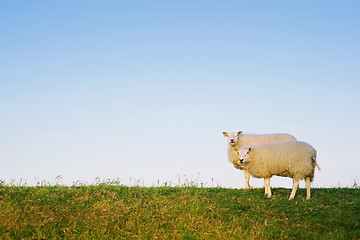 Image showing two sheep posing