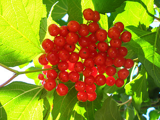 Image showing Clusters of a red ripe guelder-rose