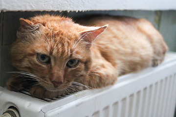 Image showing The red cat laying on battery