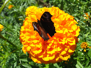 Image showing butterfly of peacock eye  sitting on the tagetes