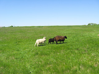 Image showing Sheeps grazing on a grass