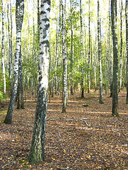 Image showing Beautiful birchwood in the autumn