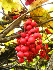 Image showing branch red  and ripe schizandra