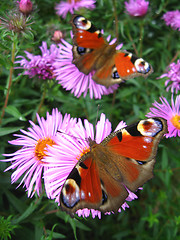 Image showing pair of butterflies of peacock eye