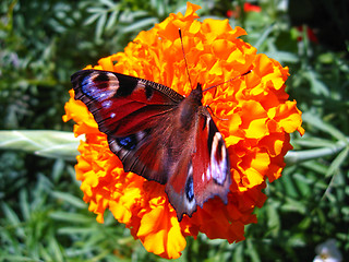 Image showing butterfly of peacock eye  sitting on the tagetes