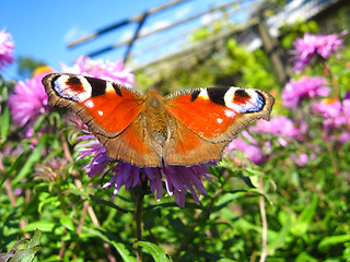 Image showing butterfly of peacock eye  sitting on the flower