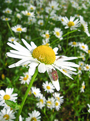 Image showing a little bug on the white chamomile