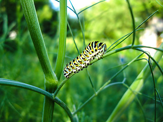 Image showing Caterpillar of the butterfly  machaon on the stone