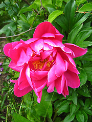 Image showing the pink flower of peony