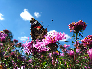 Image showing The  butterfly of  vanessa atalanta on the flower