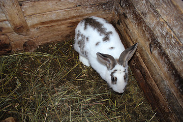 Image showing small spotted and nice rabbit in the zoo