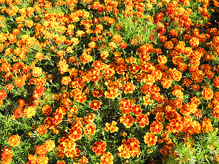 Image showing A beautiful bed of flowers of tagetes