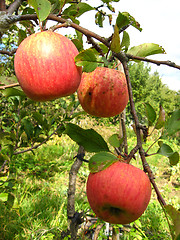 Image showing very tasty and ripe apples