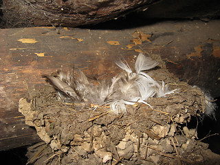 Image showing Nest of a swallow with feathers