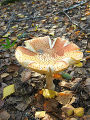 Image showing Beautiful red fly agaric in the forest