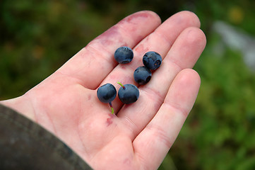 Image showing Blueberry in hand