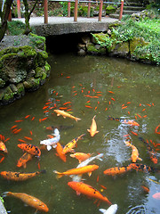 Image showing Koi Pond