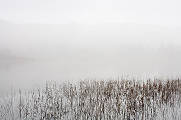 Image showing Lake, Reeds, and Fog