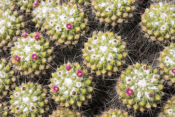 Image showing Cactus